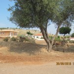 Ksamil Albanien - Essel ruht sich unter einem Olivenbaum Essel ruht sich unter einem Olivenbaum